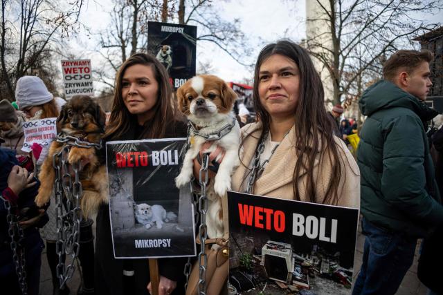Participants hold small dogs covered with fake, plastic chains and a banners reading "Veto Hurts” during a demonstration on December 14, 2025 in Warsaw, against the Polish President's veto of the so-called “Chain Law,” which was intended to ban keeping dogs on chains in Poland and regulate the minimum space and conditions in which pets can be kept. (Photo by Wojtek RADWANSKI / AFP)