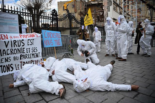 Farmers from the French Farmers Union (Confédération Paysanne) and the ELB Basque farmers union stage a protest in front of the Pau Prefecture against the policy of slaughtering cows with Lumpy skin disease, in Pau, southwestern France, on December 15, 2025. The official strategy to stamp out what the authorities describe as a very contagious disease has been to slaughter all animals in affected herds, as well as the "emergency vaccination" of all cattle within a 50-kilometre (30-mile) radius. (Photo by Christophe ARCHAMBAULT / AFP)