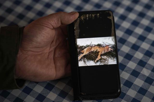 (FILES) In this file photo taken on January 24, 2023 a hunter who works on predator issues with the Swedish Hunters' Association, holds his mobile phone displaying a picture that was sent to him, showing a wolf after it was shot dead, a few kilometres outside the Swedish city of Vasteras. A Swedish court on December 15, 2025 stopped a planned wolf cull because officials had failed to prove it would help to preserve population levels. Environmental groups had appealed against regional decisions to grant licences for the cull, which would have seen up to 48 animals killed starting from January 2, 2026. (Photo by Jonathan NACKSTRAND / AFP)