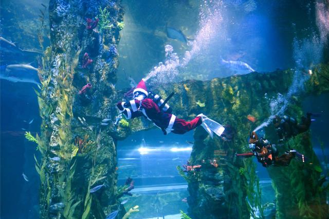 Divers clad in Santa Claus and assistant outfits perform during a Christmas-themed underwater show at Lotte World Aquarium in Seoul on December 16, 2025. (Photo by Jung Yeon-je / AFP)