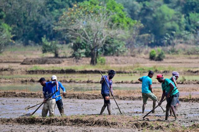Farmers plough a paddy field in Biyagama on the outskirts of Colombo on December 16, 2025. (Photo by Ishara S. KODIKARA / AFP)