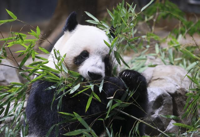 This picture taken on December 16, 2025 shows giant panda 'Lei Lei' which was announced to be returned to China, at Ueno Zoo in Tokyo. Two pandas at a Tokyo zoo will be returned to China in January, the Tokyo government said on Monday, potentially leaving Japan without the beloved animals for the first time in half a century. (Photo by JIJI PRESS / AFP) / Japan OUT