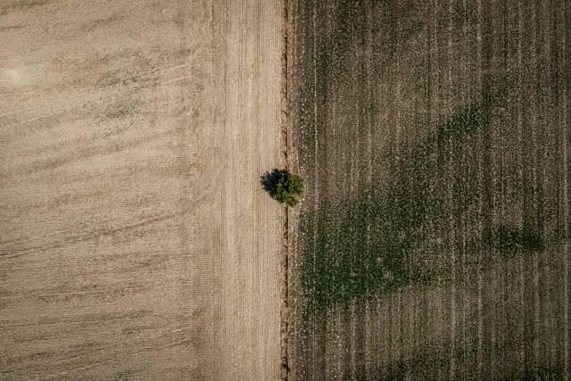 (FILES) this aerial photograph shows a tree on the border between two fields dried out by the heat, as a heatwave hits France, near Pierrefitte-sur-Loire, central France on August 15, 2025. The European Commission announced on December 17, 2025 that it would adjust its carbon border tax on imported fertilizers in order to avoid price increases at a time of agricultural crisis. (Photo by JEFF PACHOUD / AFP)