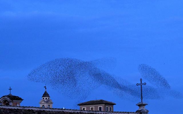 Starlings fly in murmuration above the roofs of Rome at sunset on December 17, 2025. (Photo by Tiziana FABI / AFP)