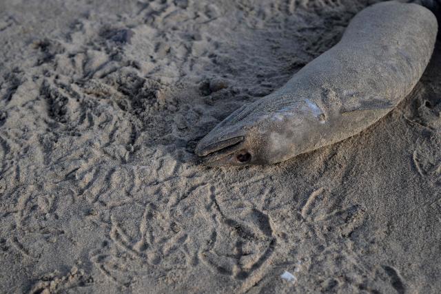 A photograph taken on November 13, 2025 shows a dead fish on Fraisthorpe Beach on the North sea coast, in an area which is experiencing intense coastal erosion, near Bridlington, in the East Riding of Yorkshire, north eastern England. The Holderness coastline, covering 61km between the Spurn nature reserve in the south and Flamborough in the north, experiences one of the fastest rates of erosion in Europe. The Holderness cliffs are eroding at average rate of around 1.5 metres per year, although individual cliff losses can exceed 20 metres per year. Over the last 1000 years, the coast has retreated by around 2 kilometres, resulting in the destruction of 26 villages listed in the Domesday survey of 1086. (Photo by Oli SCARFF / AFP)