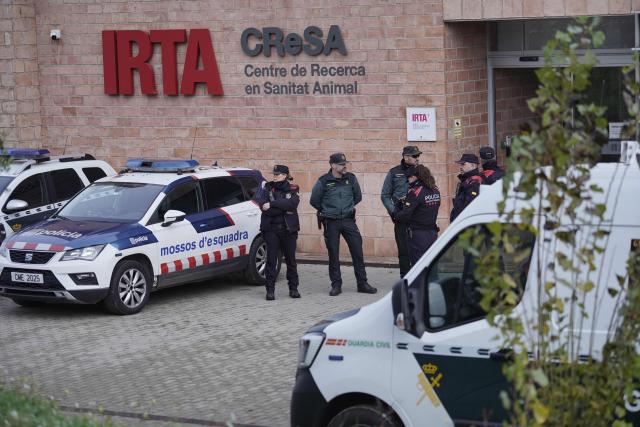 Catalan Police (Mossos d'Esquadra) and Spanish civil guards stand guard outside an animal laboratory as part of a judicial investigation to determine the origin of an outbreak of African swine fever in Bellaterra, outside Barcelona on December 18, 2025. "The Civil Guard and the Mossos d'Esquadra (Catalan police) are carrying out a search and seizure this morning at the IRTA-CRESA laboratory," both forces stated in separate press releases, specifying that the actions were ordered by an investigating judge who declared the proceedings "secret."
IRTA-CRESA is a laboratory located a few kilometers from the wooded area in the Barcelona metropolitan area where the first dead wild boars that tested positive for African swine fever appeared in late November, in the first outbreak of the disease identified in Spain since 1994. (Photo by Manaure Quintero / AFP)