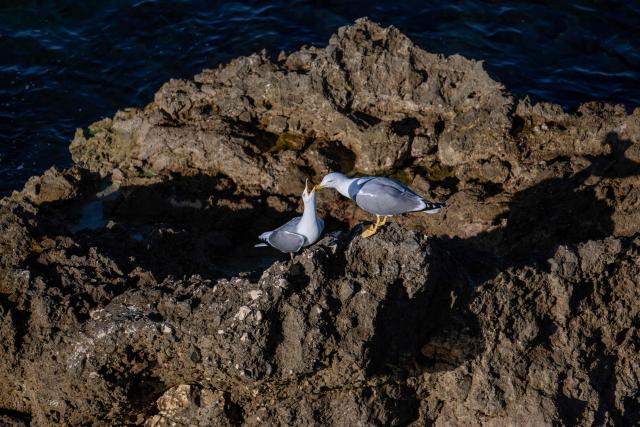 This photograph taken on December 18, 2025 shows two Yellow-legged Gull (Goeland Leucophe) in the beaches of Marseille, southern France. (Photo by MIGUEL MEDINA / AFP)