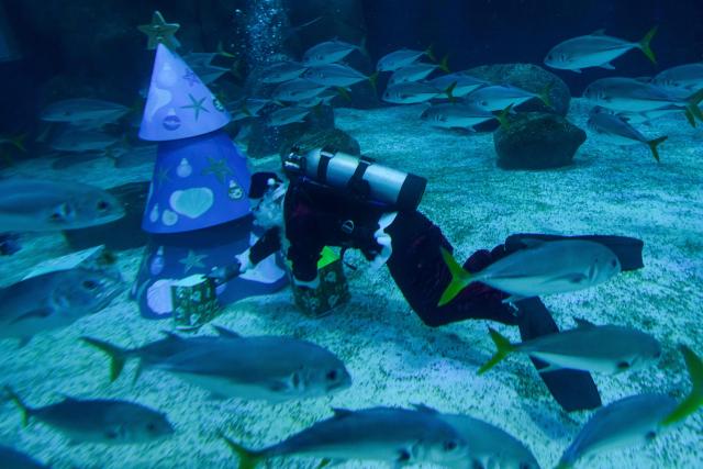 Brazilian diver Felippe Luna, dressed as Santa Claus, leaves presents under a Christmas tree souronded by Guarajubas or horse-eye jacks (Caranx latus) in the foreground, during a show at the Marine Aquarium of Rio de Janeiro (AquaRio) in Rio de Janeiro, Brazil on December 18, 2025. (Photo by Pablo PORCIUNCULA / AFP)