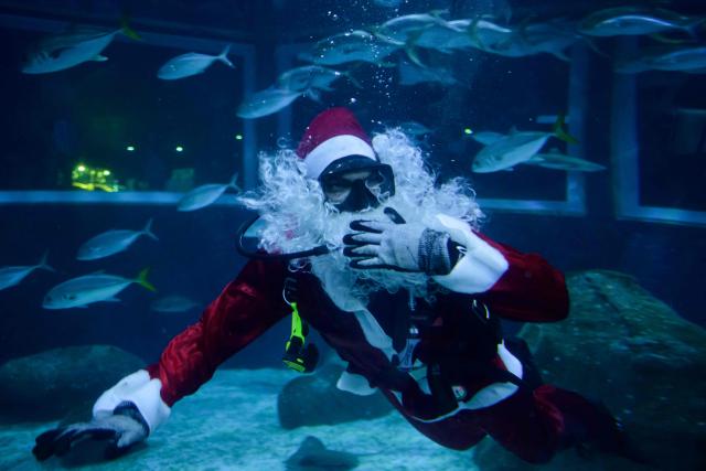 Brazilian diver Felippe Luna, dressed as Santa Claus, greets visitors, souronded by Guarajubas or horse-eye jacks (Caranx latus) in the foreground, during a show at the Marine Aquarium of Rio de Janeiro (AquaRio) in Rio de Janeiro, Brazil on December 18, 2025. (Photo by Pablo PORCIUNCULA / AFP)