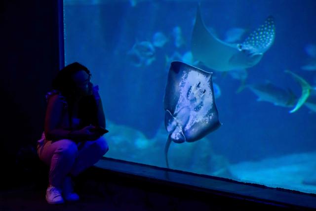A woman watches a longnose stingray (Hypanus guttatus) at AquaRio in Rio de Janeiro, Brazil on December 18, 2025. (Photo by Pablo PORCIUNCULA / AFP)