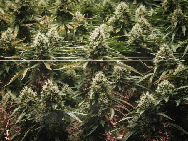 (FILES) Cannabis, commonly known as marijuana, is displayed at the Great Smokey Cannabis Company's shop located on the Qualla Boundary, the homeland of the sovereign Eastern Band of Cherokee Indians (EBCI), in Cherokee, North Carolina, on November 2, 2024. US President Donald Trump said on December 18, 2025 that he was signing an executive order reclassifying marijuana as a less dangerous drug, in one of America's biggest shifts in drug policy for years. (Photo by Yasuyoshi CHIBA / AFP)