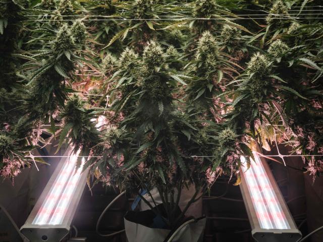 (FILES) Cannabis, commonly known as marijuana, is displayed at the Great Smokey Cannabis Company's shop located on the Qualla Boundary, the homeland of the sovereign Eastern Band of Cherokee Indians (EBCI), in Cherokee, North Carolina, on November 2, 2024. US President Donald Trump said on December 18, 2025 that he was signing an executive order reclassifying marijuana as a less dangerous drug, in one of America's biggest shifts in drug policy for years. (Photo by Yasuyoshi CHIBA / AFP)