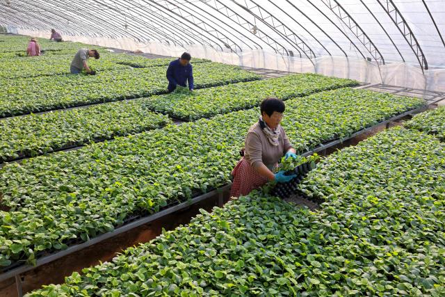 Farmers grow strawberries inside a greenhouse during winter in Zaozhuang, eastern China's Shandong province on December 17, 2025. (Photo by AFP) / China OUT