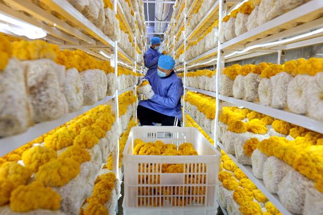 A farmer grows mushrooms inside a greenhouse during winter in Zaozhuang, eastern China's Shandong province on December 18, 2025. (Photo by AFP) / China OUT