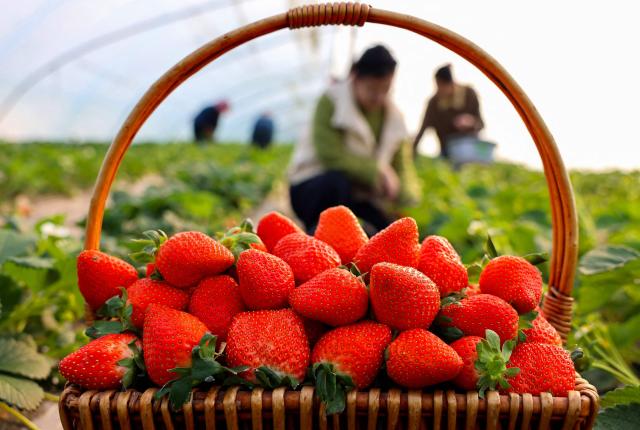 Farmers grow strawberries inside a greenhouse during winter in Zaozhuang, eastern China's Shandong province on December 17, 2025. (Photo by AFP) / China OUT