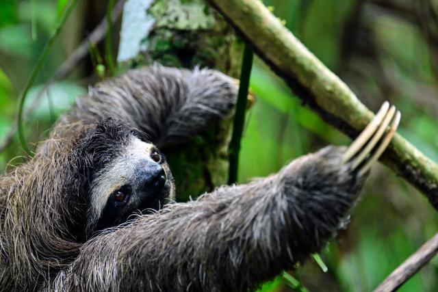 TOPSHOT - A three?toed sloth (Bradypus spp.) hangs from a branch in Metropolitan Natural Park, a protected area in Panama City, on December 22, 2025. Metropolitan Natural Park is the main green lung of Panama City and one of the few tropical forests located within a capital city in Latin America. Covering more than 230 hectares of jungle, trails and viewpoints, the park is home to a remarkable diversity of wildlife, including sloths, howler monkeys, deer and more than 250 bird species. (Photo by MARTIN BERNETTI / AFP)