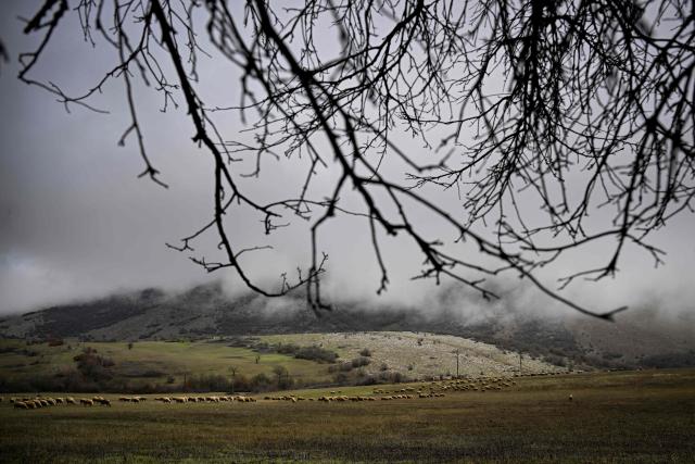 This photograph shows flock of sheep near the village of Chuprene, northwestern Bulgaria on December 7, 2025. Bulgaria shaken by political uncertainty, with the latest short-lived government resigning last week -- becomes the single currency area's 21st member on January 1, nearly 19 years after the country of 6.4 million people joined the European Union. (Photo by Nikolay DOYCHINOV / AFP)