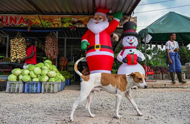 A dog walks past inflatable Christmas decorations outside a greengrocer's in Havana on December 23, 2025. (Photo by YAMIL LAGE / AFP)