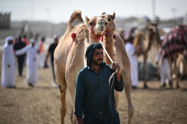 Camels and their keepers prepare for the start of a day of camel racing, in al-Shahaniya on December 25, 2025. The camel race season runs from October to February in Qatar with camels trucked in from across the neighboring Gulf nations. Each race has about 10-12 camels competing, with up to 10 races taking place in a day. The camels are guided by an operator who can apply the whip antenna, command the jockey to pull on the reins, and shouts encouragement to the camel via a built-in speaker. (Photo by Mahmud HAMS / AFP)