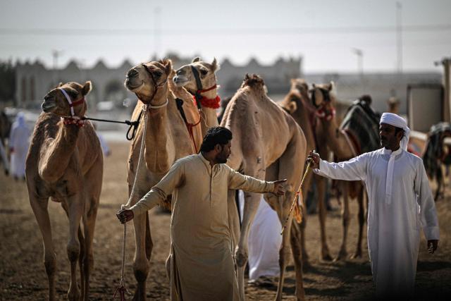 Camels and their keepers prepare for the start of a day of camel racing, in al-Shahaniya on December 25, 2025. The camel race season runs from October to February in Qatar with camels trucked in from across the neighboring Gulf nations. Each race has about 10-12 camels competing, with up to 10 races taking place in a day. The camels are guided by an operator who can apply the whip antenna, command the jockey to pull on the reins, and shouts encouragement to the camel via a built-in speaker. (Photo by Mahmud HAMS / AFP)