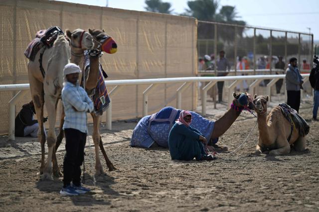 Camels and their keepers prepare for the start of a day of camel racing, in al-Shahaniya on December 25, 2025. The camel race season runs from October to February in Qatar with camels trucked in from across the neighboring Gulf nations. Each race has about 10-12 camels competing, with up to 10 races taking place in a day. The camels are guided by an operator who can apply the whip antenna, command the jockey to pull on the reins, and shouts encouragement to the camel via a built-in speaker. (Photo by Mahmud HAMS / AFP)