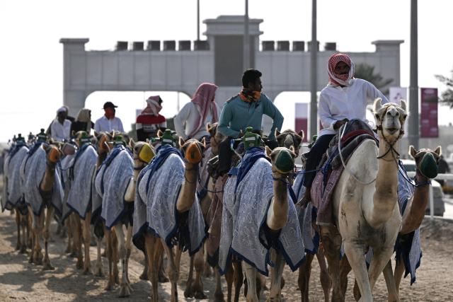 Cameleers ride their camels on race day in al-Shahaniya on December 25, 2025. The camel race season runs from October to February in Qatar with camels trucked in from across the neighboring Gulf nations. Each race has about 10-12 camels competing, with up to 10 races taking place in a day. The camels are guided by an operator who can apply the whip antenna, command the jockey to pull on the reins, and shouts encouragement to the camel via a built-in speaker. (Photo by Mahmud HAMS / AFP)
