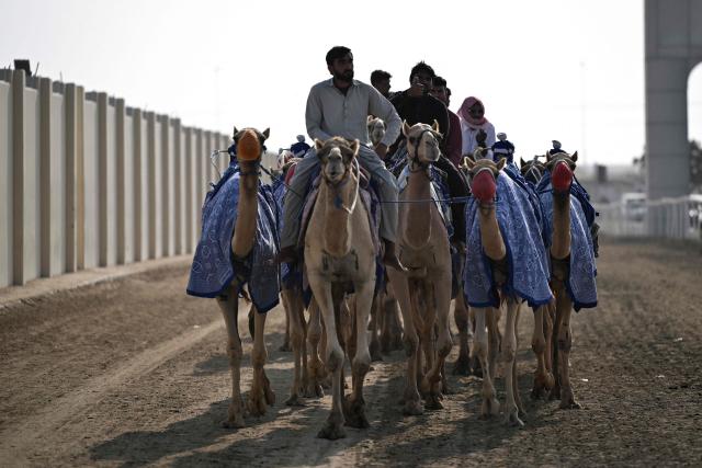 Cameleers ride their camels on race day in al-Shahaniya on December 25, 2025. The camel race season runs from October to February in Qatar with camels trucked in from across the neighboring Gulf nations. Each race has about 10-12 camels competing, with up to 10 races taking place in a day. The camels are guided by an operator who can apply the whip antenna, command the jockey to pull on the reins, and shouts encouragement to the camel via a built-in speaker. (Photo by Mahmud HAMS / AFP)