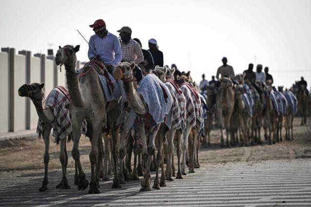 Cameleers ride their camels on race day in al-Shahaniya on December 25, 2025. The camel race season runs from October to February in Qatar with camels trucked in from across the neighboring Gulf nations. Each race has about 10-12 camels competing, with up to 10 races taking place in a day. The camels are guided by an operator who can apply the whip antenna, command the jockey to pull on the reins, and shouts encouragement to the camel via a built-in speaker. (Photo by Mahmud HAMS / AFP)