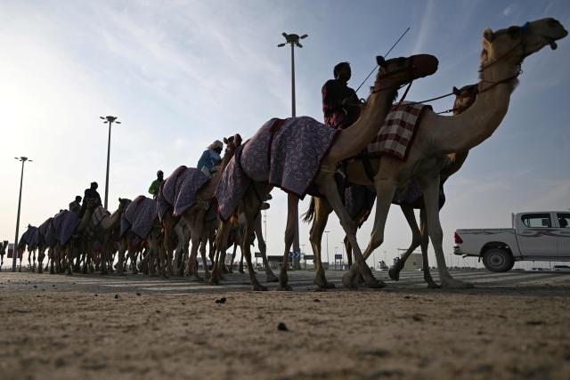 Cameleers ride their camels on race day in al-Shahaniya on December 25, 2025. The camel race season runs from October to February in Qatar with camels trucked in from across the neighboring Gulf nations. Each race has about 10-12 camels competing, with up to 10 races taking place in a day. The camels are guided by an operator who can apply the whip antenna, command the jockey to pull on the reins, and shouts encouragement to the camel via a built-in speaker. (Photo by Mahmud HAMS / AFP)