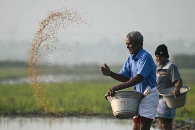 A farmer sows seeds at a paddy field on the outskirts of Chennai on December 27, 2025. (Photo by R. Satish BABU / AFP)