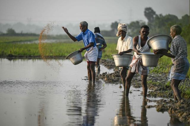 Farmers sow seeds at a paddy field on the outskirts of Chennai on December 27, 2025. (Photo by R. Satish BABU / AFP)