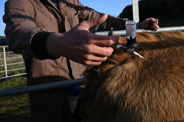 (FILES) A vet vaccinates a cow against lumpy skin disease (dermatose nodulaire contagieuse), in Pomy, southern France on December 17, 2025. French government announced on December 27, 2025 that "more than 50%" of the 750,000 affected cattle in southwestern France had been vaccinated against lumpy skin disease. (Photo by Matthieu RONDEL / AFP)