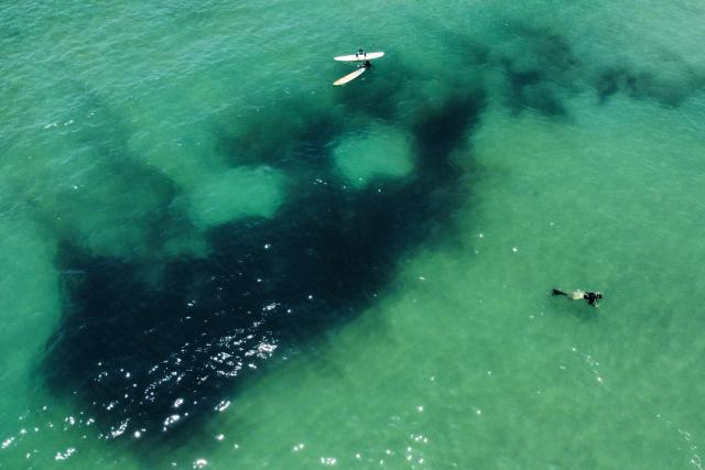 An aerial view shows people swimming among a large group of broadband anchovies (Anchoviella lepidentostole) at Recreio dos Bandeirantes beach, in the southwest zone of Rio de Janeiro, Brazil on December 27, 2025. (Photo by TERCIO TEIXEIRA / AFP)