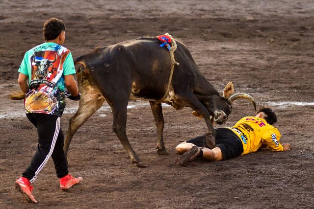 A man is charged by a bull during the “Toros a la Tica” festival (Costa Rican-style bullfighting) in San Josй, on December 27, 2025. (Photo by EZEQUIEL BECERRA / AFP)
