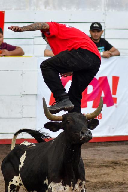 A man is charged by a bull during the “Toros a la Tica” festival (Costa Rican-style bullfighting) in San Josй, on December 27, 2025. (Photo by EZEQUIEL BECERRA / AFP)