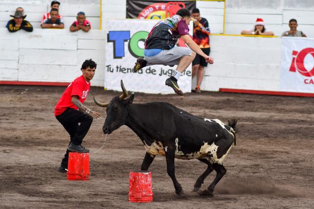 A man is charged by a bull during the “Toros a la Tica” festival (Costa Rican-style bullfighting) in San Josй, on December 27, 2025. (Photo by Ezequiel BECERRA / AFP)