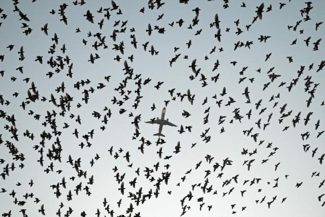 TOPSHOT - An aircraft flies above the birds in the sky during the evening in Ahmedabad on December 28, 2025. (Photo by Shammi MEHRA / AFP)