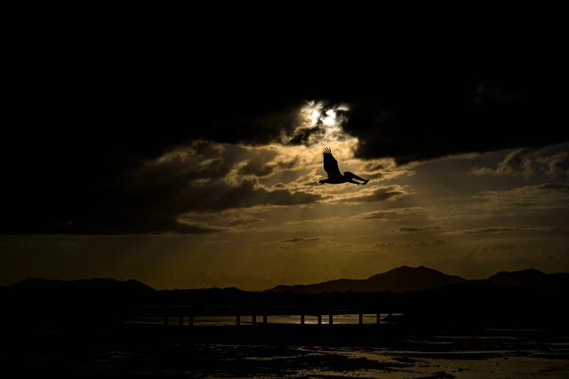 TOPSHOT - A pelican flies during the afternoon in Panama City on December 28, 2025. (Photo by MARTIN BERNETTI / AFP)
