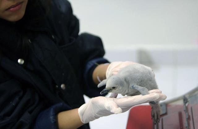 A zookeeper shows the first chinstrap penguin (Pygoscelis antarctica) born at Leon Aquarium in Guanajuato, Mexico, on December 29, 2025. This penguin species is native to the South Sandwich Islands, Antarctica, the South Orkney Islands, South Shetland Islands, South Georgia, Bouvet Island, Balleny Islands, and Peter I Island. This is the first specimen of this species to be born in captivity at an aquarium in Latin America. (Photo by Mario ARMAS / AFP)