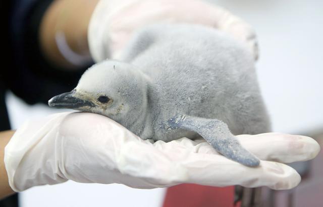 A zookeeper shows the first chinstrap penguin (Pygoscelis antarctica) born at Leon Aquarium in Guanajuato, Mexico, on December 29, 2025. This penguin species is native to the South Sandwich Islands, Antarctica, the South Orkney Islands, South Shetland Islands, South Georgia, Bouvet Island, Balleny Islands, and Peter I Island. This is the first specimen of this species to be born in captivity at an aquarium in Latin America. (Photo by Mario ARMAS / AFP)