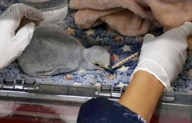 A zookeeper feeds the first chinstrap penguin (Pygoscelis antarctica) born at Leon Aquarium in Guanajuato, Mexico, on December 29, 2025. This penguin species is native to the South Sandwich Islands, Antarctica, the South Orkney Islands, South Shetland Islands, South Georgia, Bouvet Island, Balleny Islands, and Peter I Island. This is the first specimen of this species to be born in captivity at an aquarium in Latin America. (Photo by Mario ARMAS / AFP)