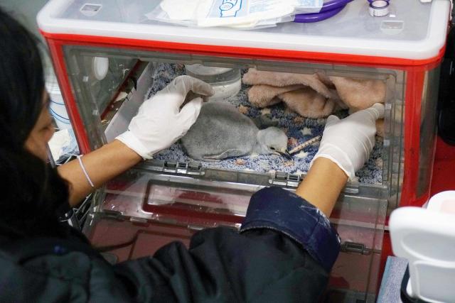 A zookeeper feeds the first chinstrap penguin (Pygoscelis antarctica) born at Leon Aquarium in Guanajuato, Mexico, on December 29, 2025. This penguin species is native to the South Sandwich Islands, Antarctica, the South Orkney Islands, South Shetland Islands, South Georgia, Bouvet Island, Balleny Islands, and Peter I Island. This is the first specimen of this species to be born in captivity at an aquarium in Latin America. (Photo by Mario ARMAS / AFP)