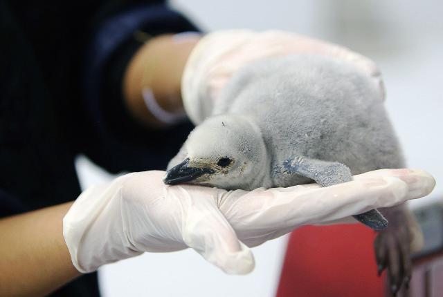 A zookeeper shows the first chinstrap penguin (Pygoscelis antarctica) born at Leon Aquarium in Guanajuato, Mexico, on December 29, 2025. This penguin species is native to the South Sandwich Islands, Antarctica, the South Orkney Islands, South Shetland Islands, South Georgia, Bouvet Island, Balleny Islands, and Peter I Island. This is the first specimen of this species to be born in captivity at an aquarium in Latin America. (Photo by Mario ARMAS / AFP)