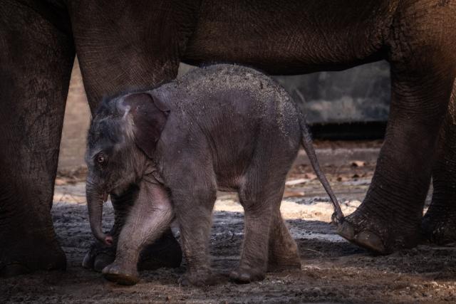 The newborn elephant calf, Mook Uhm, born on Christmas Eve, is seen outside for the first time at Artis Zoo in Amsterdam on December 30, 2025. (Photo by Dingena Mol / ANP / AFP) / Netherlands OUT