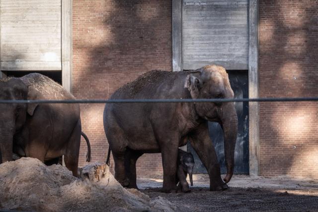 The newborn elephant calf, Mook Uhm, born on Christmas Eve, is seen outside for the first time at Artis Zoo in Amsterdam on December 30, 2025. (Photo by Dingena Mol / ANP / AFP) / Netherlands OUT