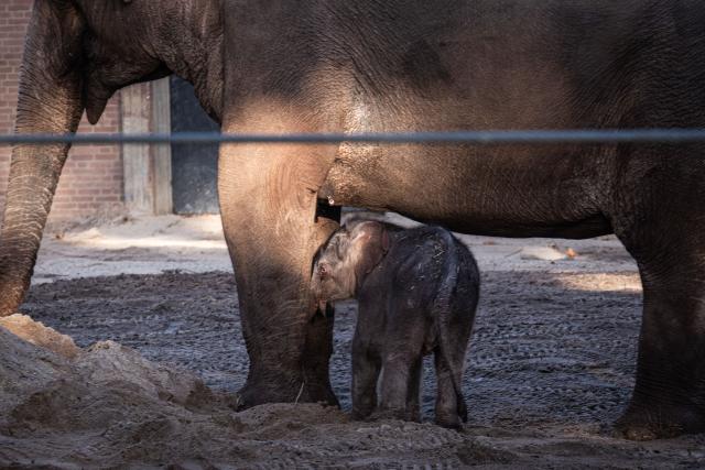 The newborn elephant calf, Mook Uhm, born on Christmas Eve, is seen outside for the first time at Artis Zoo in Amsterdam on December 30, 2025. (Photo by Dingena Mol / ANP / AFP) / Netherlands OUT