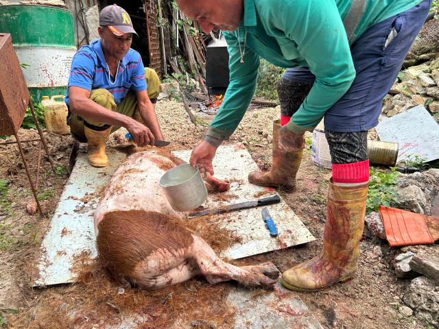A man pours hot water over a slaughtered pig to scrape away the hair before butchering it for New Year's Eve dinner, which in Cuba typically revolves around roast pork, in Cabañas, a town 70 Km west of Havana, on December 30, 2025. (Photo by Yamil LAGE / AFP)