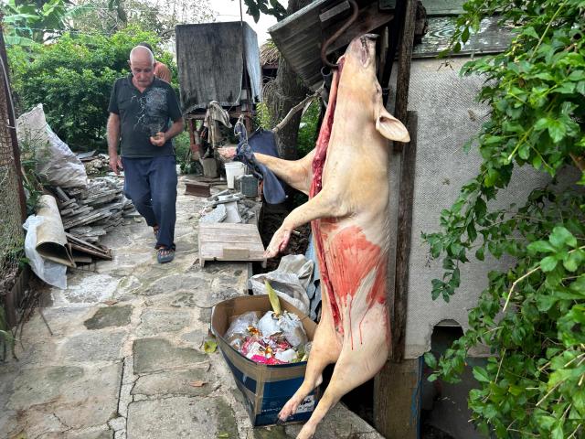 The carcass of a slaughtered pig hangs from a hook before it is being butchered for New Year's Eve dinner, which in Cuba typically revolves around roast pork, in Cabañas, a town 70 Km west of Havana, on December 30, 2025. (Photo by Yamil LAGE / AFP)