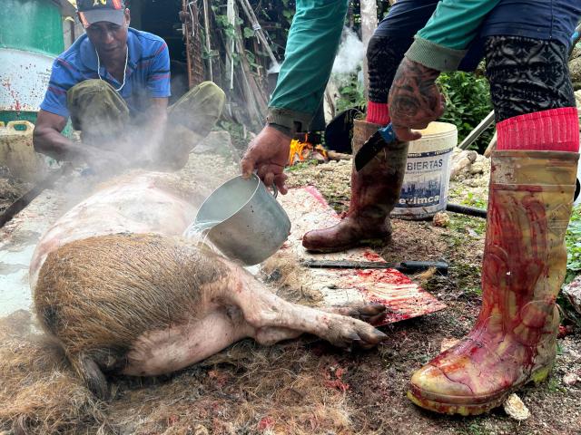 A man pours hot water over a slaughtered pig to scrape away the hair before butchering it for New Year's Eve dinner, which in Cuba typically revolves around roast pork, in Cabañas, a town 70 Km west of Havana, on December 30, 2025. (Photo by Yamil LAGE / AFP)