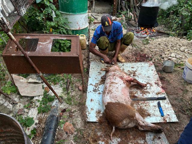A man scrapes away the hair of a slaughtered pig before butchering it for New Year's Eve dinner, which in Cuba typically revolves around roast pork, in Cabañas, a town 70 Km west of Havana, on December 30, 2025. (Photo by Yamil LAGE / AFP)
